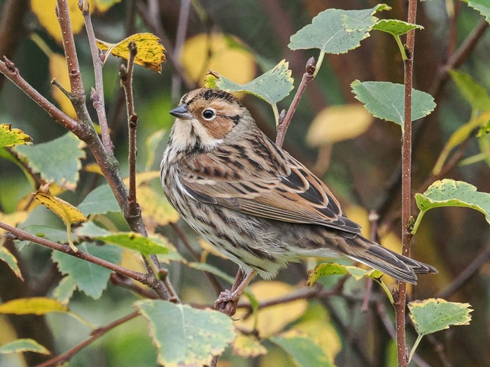 Little Bunting