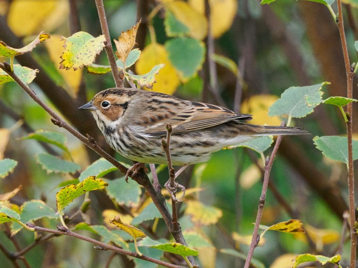 Little Bunting