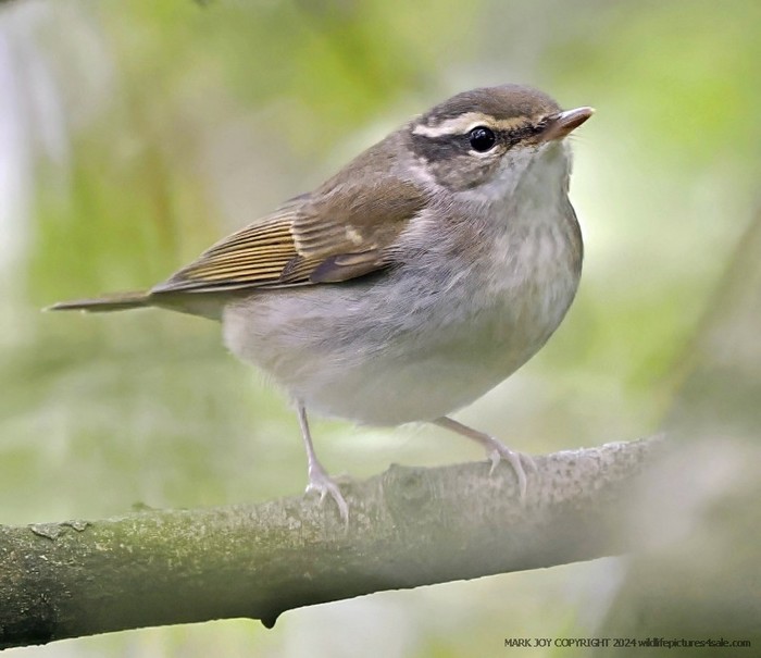 Pale-legged Leaf Warbler