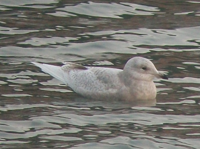Iceland Gull