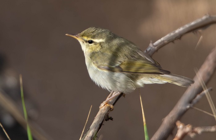Arctic Warbler