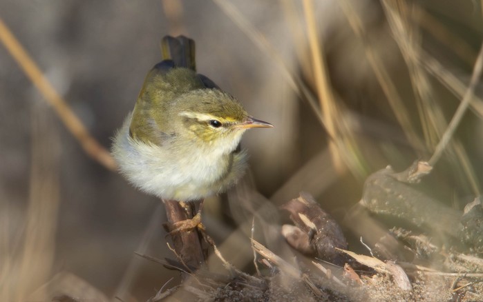 Arctic Warbler