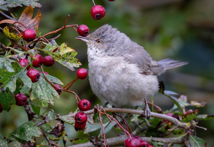 Barred Warbler