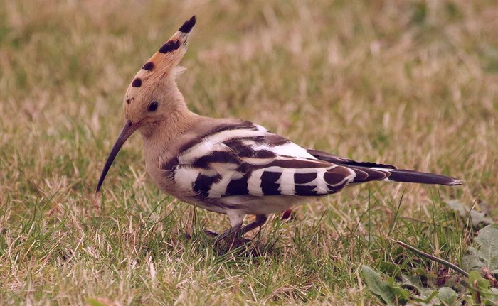 Hoopoe