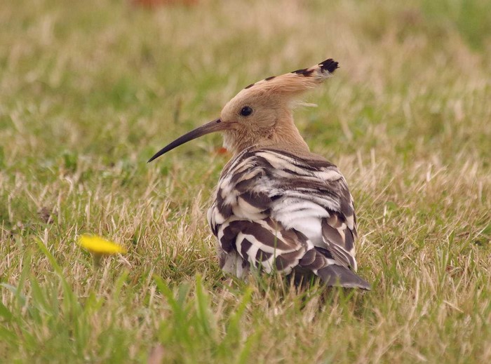 Hoopoe