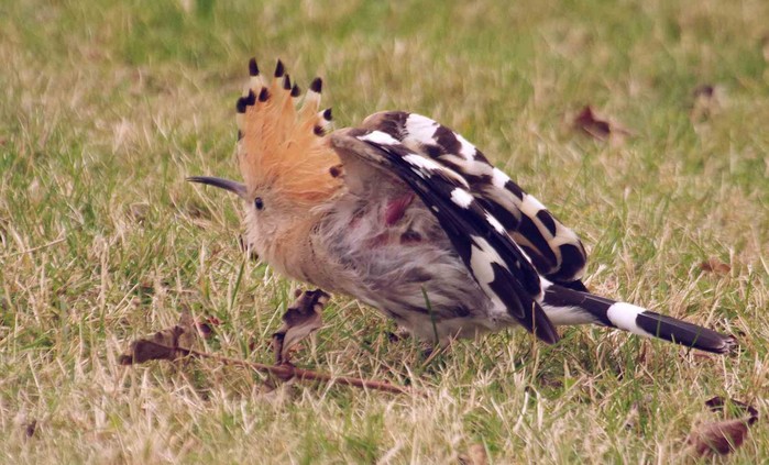 Hoopoe