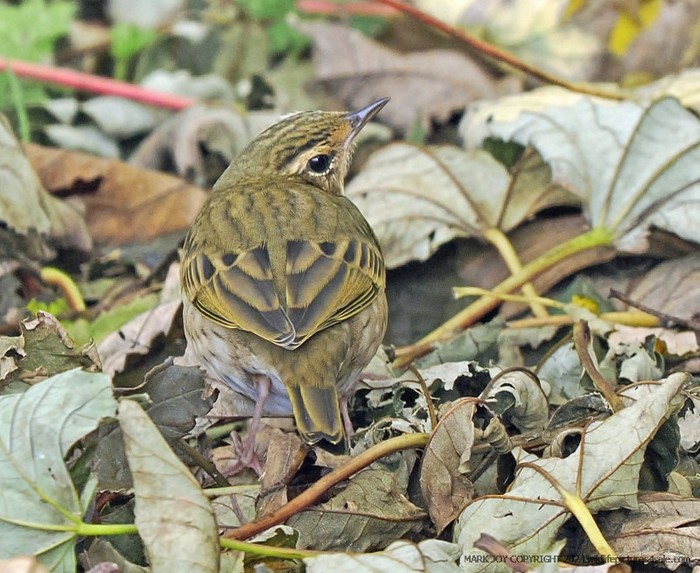 Olive-backed Pipit
