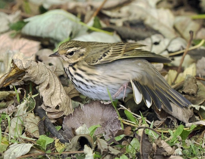 Olive-backed Pipit