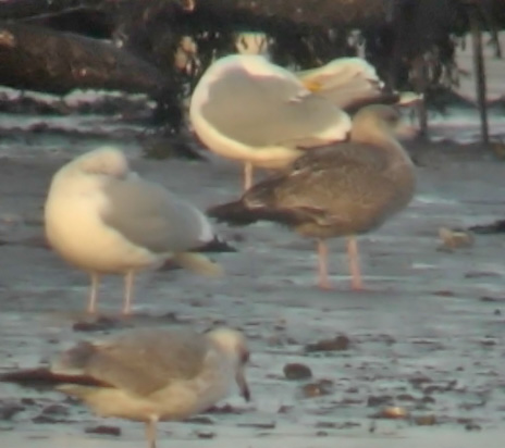 American Herring Gull