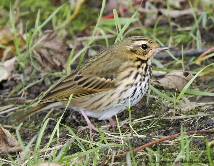 Olive-backed Pipit