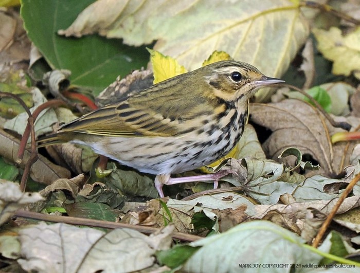Olive-backed Pipit