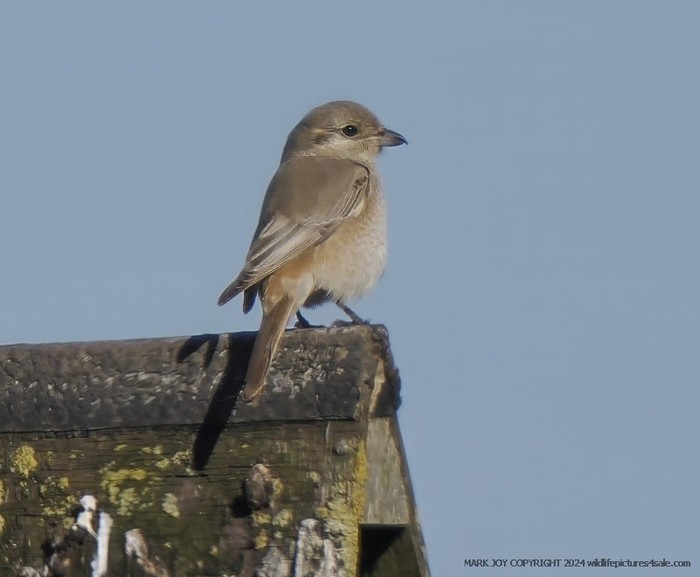 Isabelline Shrike sp