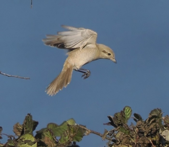 Isabelline Shrike sp