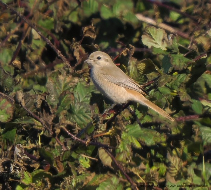 Isabelline Shrike sp