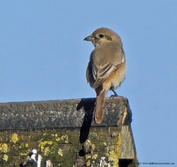 Isabelline Shrike sp