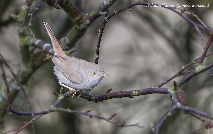 Asian Desert Warbler