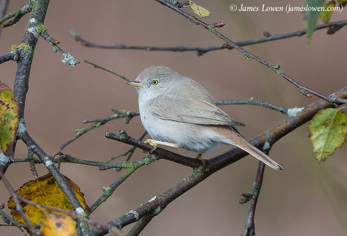 Asian Desert Warbler