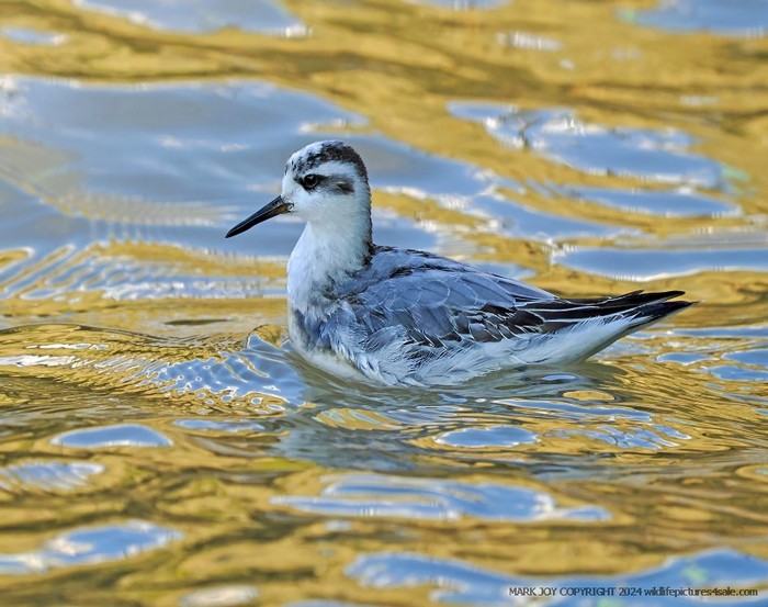 Grey Phalarope