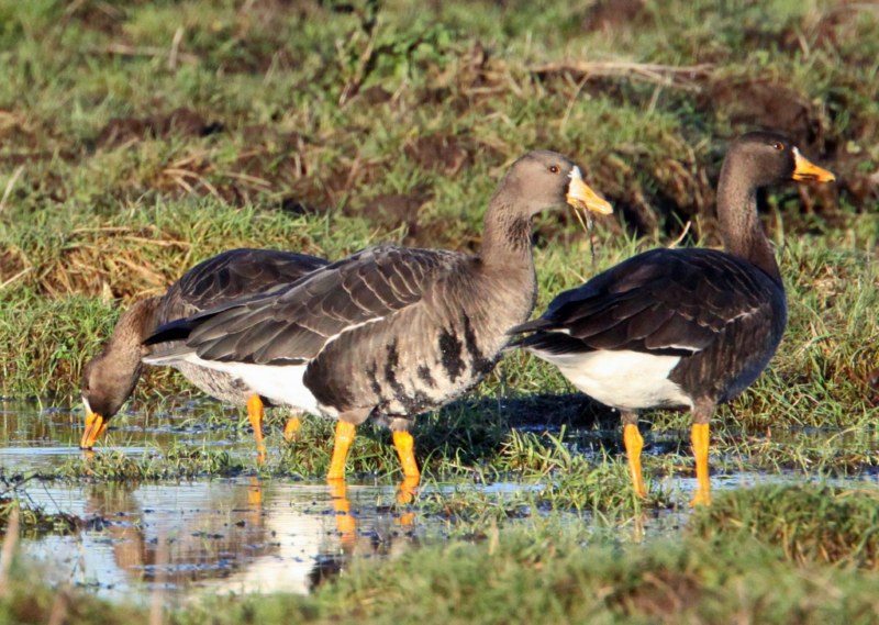 Greenland White-fronted Goose