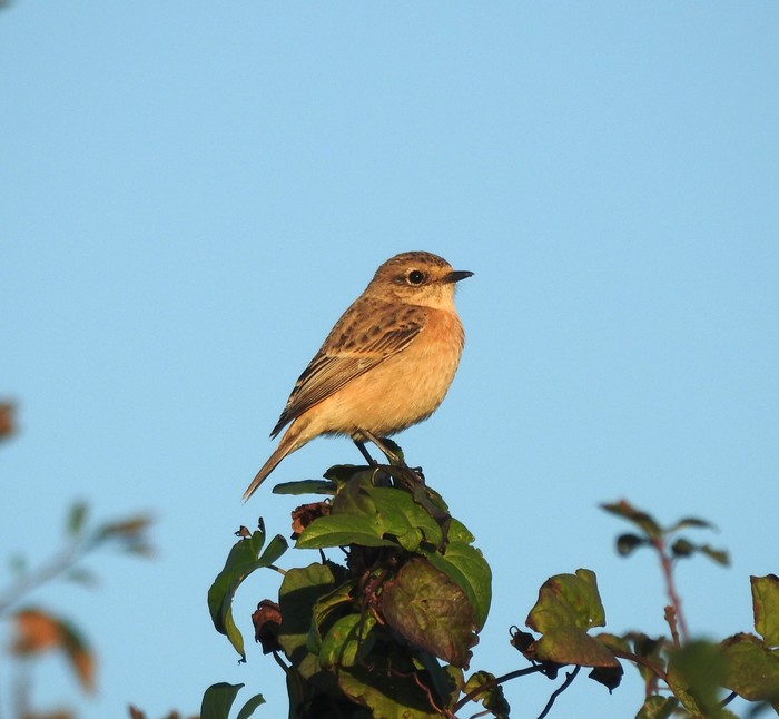 Siberian Stonechat