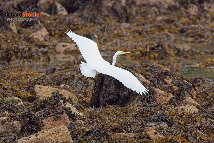 Great White Egret