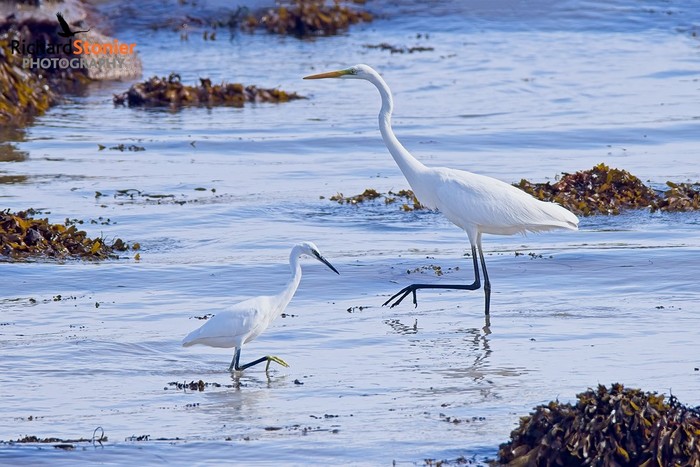 Great White Egret