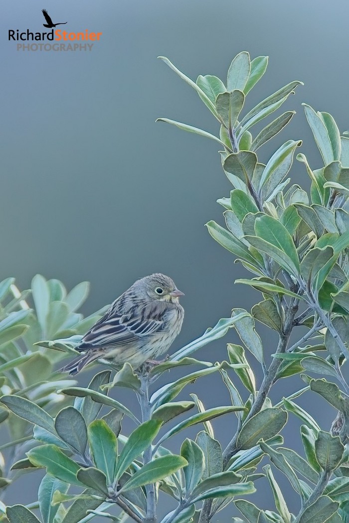 Ortolan Bunting