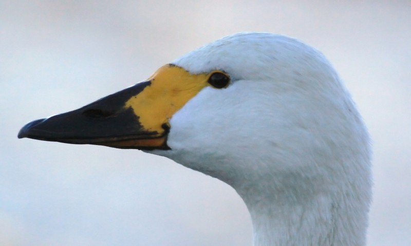 Bewick's Swan