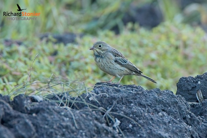 Ortolan Bunting