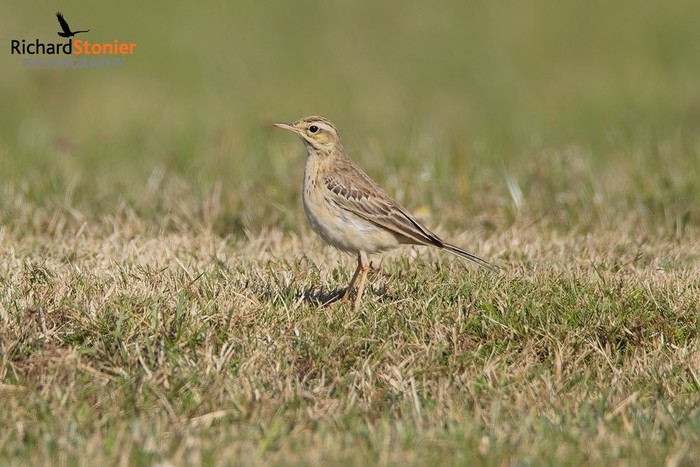 Tawny Pipit