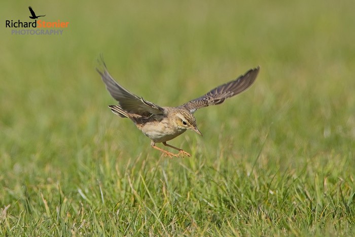 Tawny Pipit