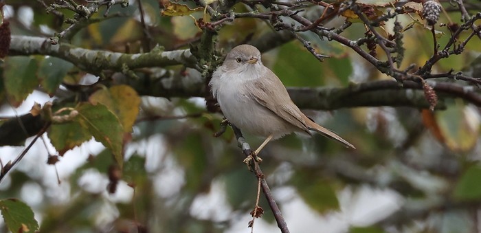 Asian Desert Warbler