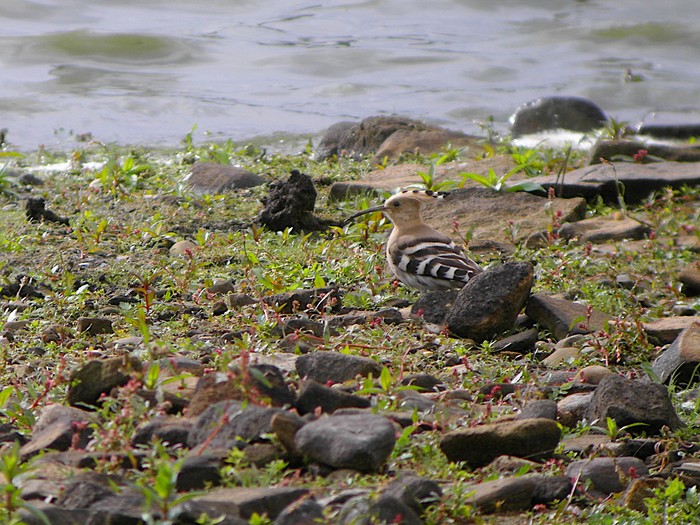 Hoopoe