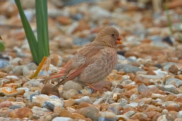 Trumpeter Finch
