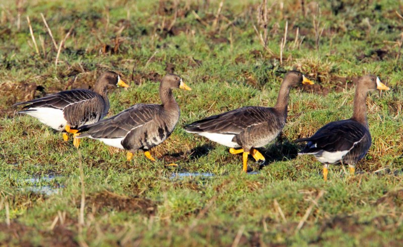 Greenland White-fronted Goose