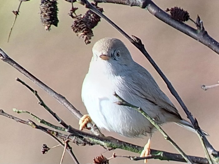 Asian Desert Warbler
