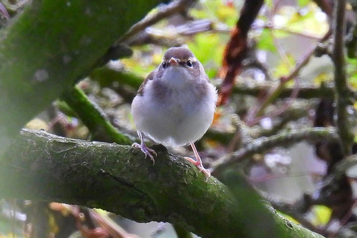Pale-legged Leaf Warbler