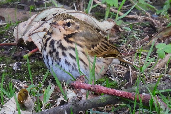 Olive-backed Pipit