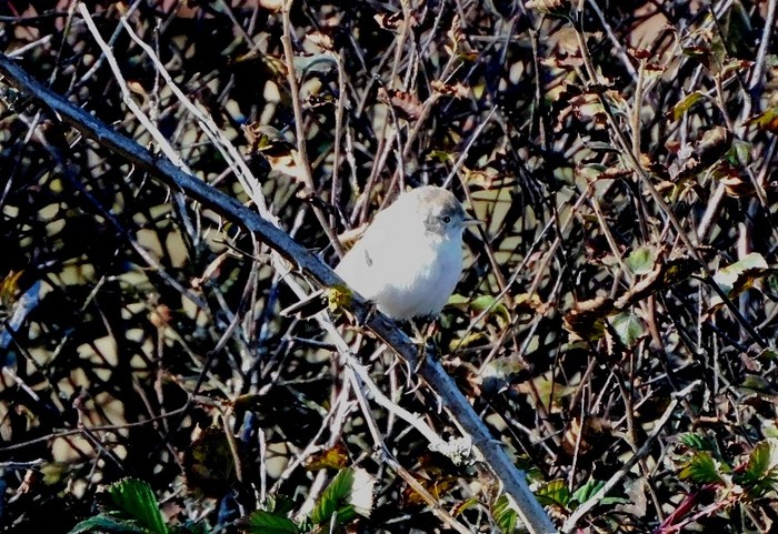 Asian Desert Warbler