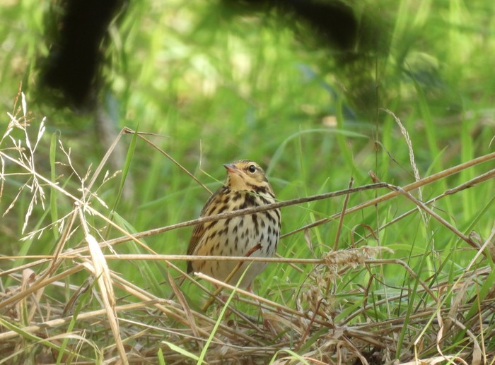 Olive-backed Pipit