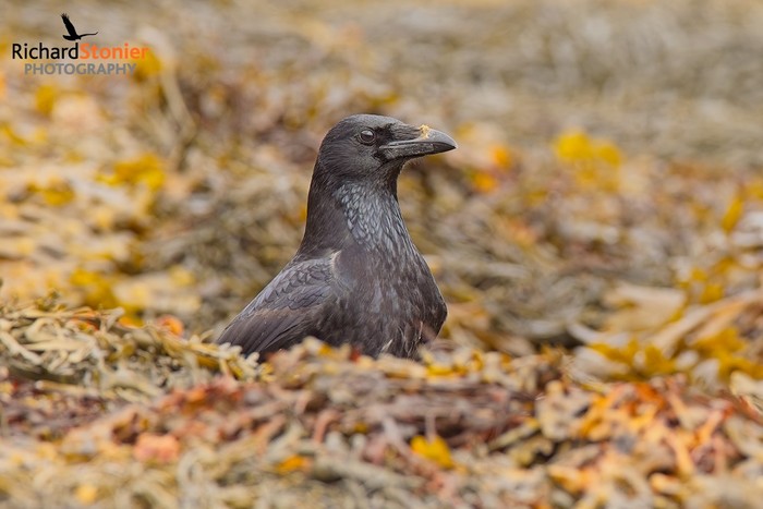 Carrion Crow
