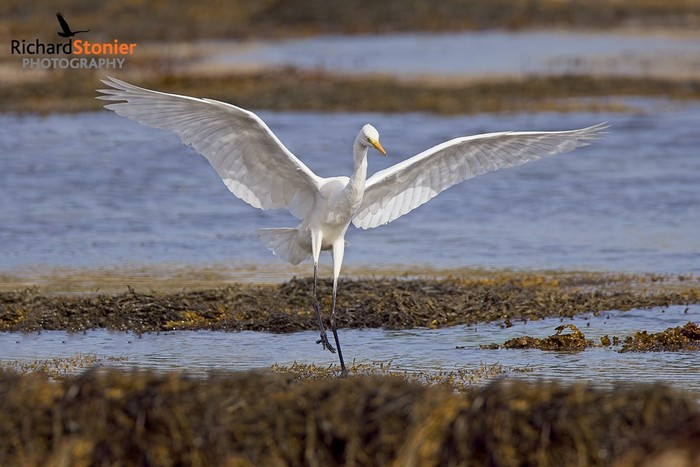 Great White Egret