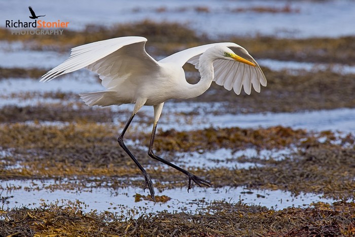 Great White Egret