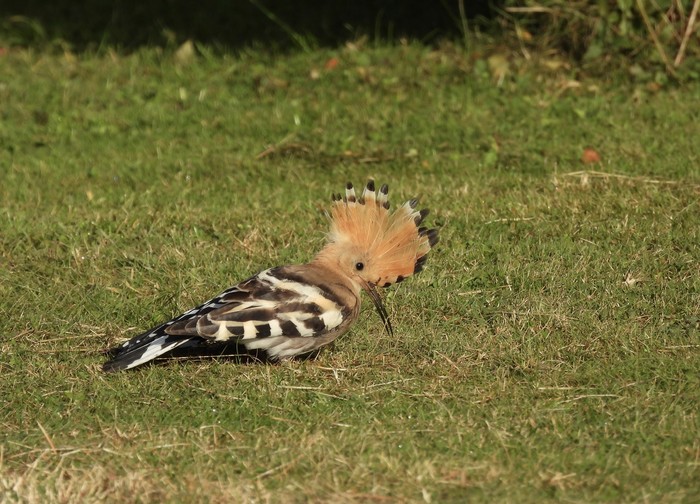 Hoopoe
