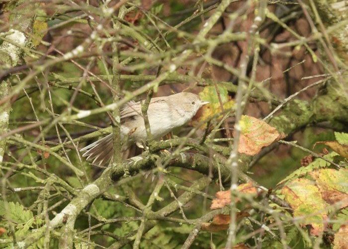Asian Desert Warbler