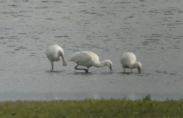 Spoonbill