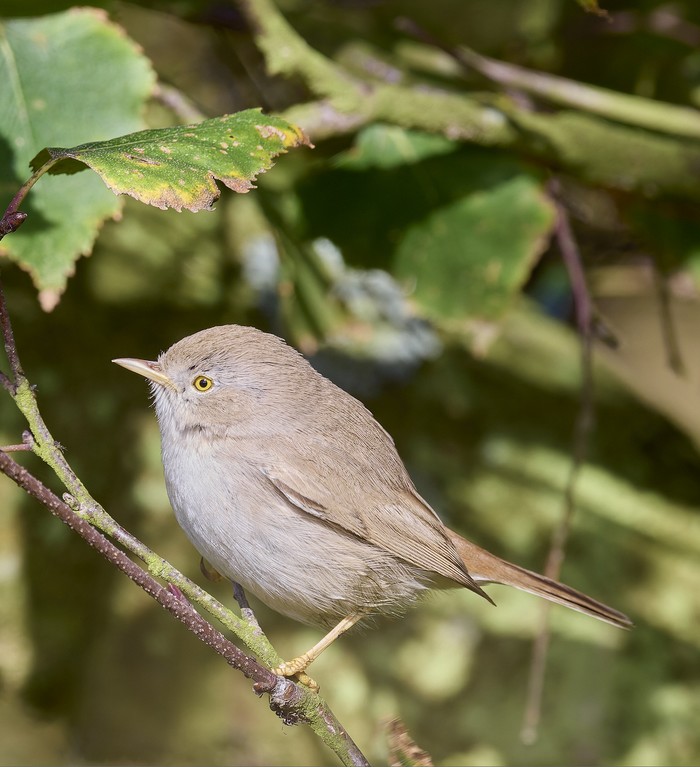 Asian Desert Warbler
