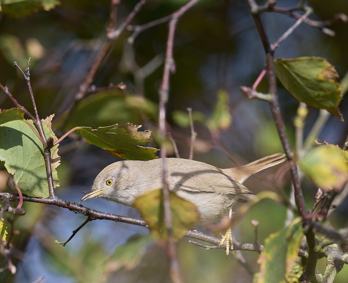 Asian Desert Warbler