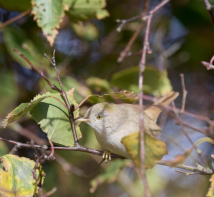 Asian Desert Warbler