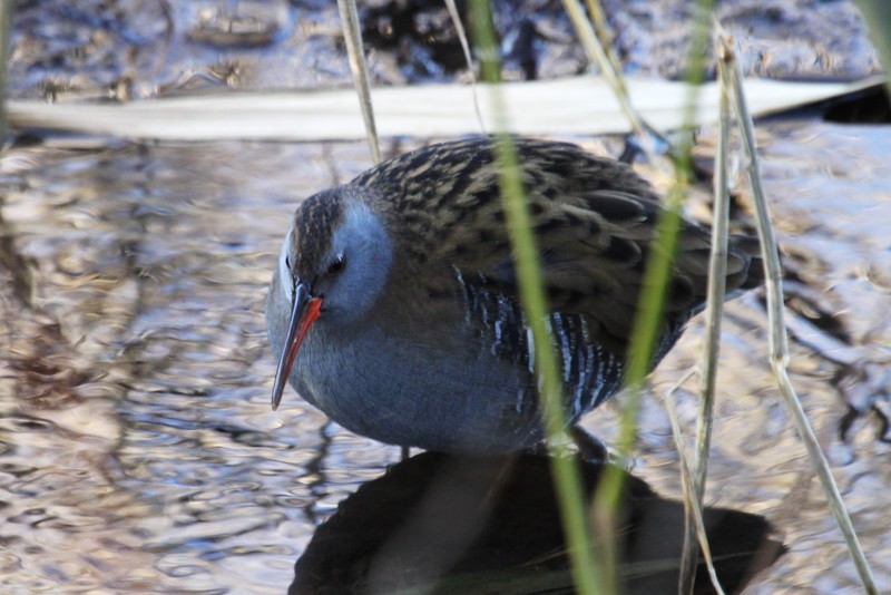Water Rail